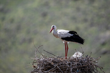 storks in the nest against the blue sky on a sunny spring day