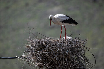 storks in the nest against the blue sky on a sunny spring day
