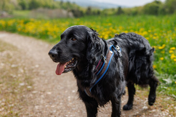 flatcoated Retriever while walking in the Swiss Jura in spring