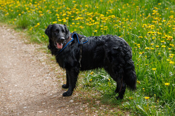 flatcoated Retriever while walking in the Swiss Jura in spring