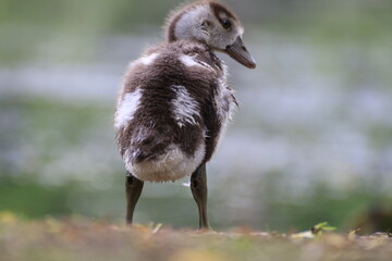 Nilgansbaby (Alopochen aegyptiaca)