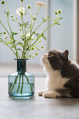 British shorthair cat looks at plants in a vase