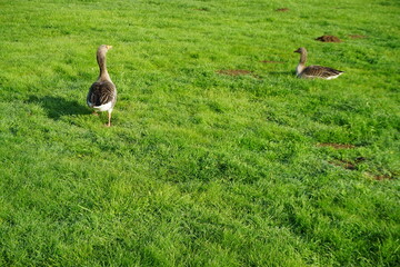 Obraz na płótnie Canvas Zwei Enten auf grüner nasser Wiese im Park bei Sonne am Morgen im Frühling