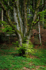 mystical green old grown treen in the swiss jura