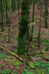 green forest in the swiss jura