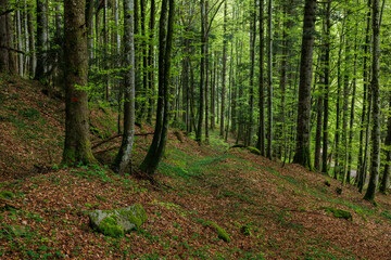 green forest in the swiss jura