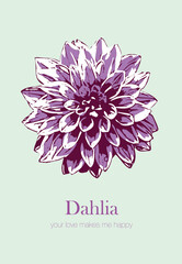 Dahlia Illustration Vector