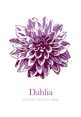 Dahlia Illustration Vector on White Background