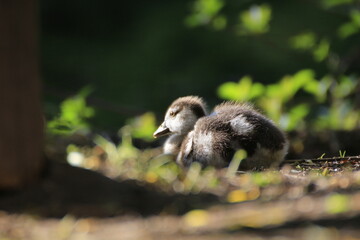 Nilgansbaby (Alopochen aegyptiaca)