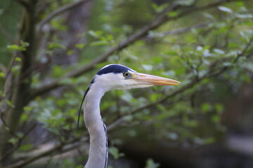 Graureiher (Ardea cinerea)