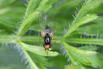 Carrot root fly, Chamaepsila rosae called also Psila rosa. Adult insect on carrot foliage.