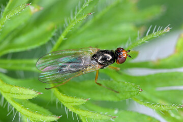 Carrot root fly, Chamaepsila rosae called also Psila rosa. Adult insect on carrot foliage.