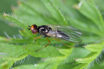 Carrot root fly, Chamaepsila rosae called also Psila rosa. Adult insect on carrot foliage.
