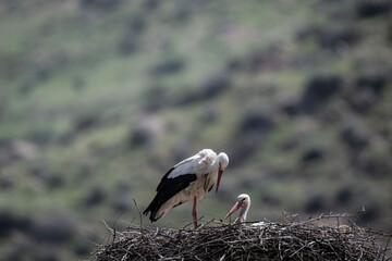 Fototapeta premium storks in the nest against the blue sky on a sunny spring day