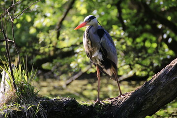 Graureiher (Ardea cinerea)