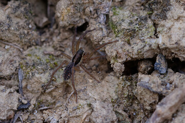 Wolf spider (Hogna radiata) on the ground