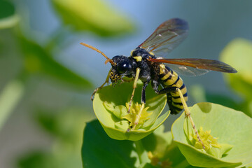 Sawfly (Tenthredo meridiana) on a flower