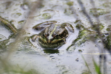Frosch (Anura)