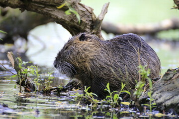 Nutria (Myocastor coypus)