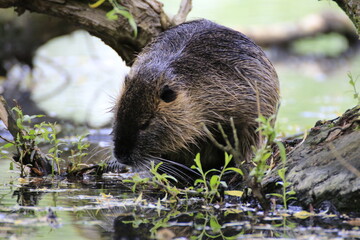 Nutria (Myocastor coypus)