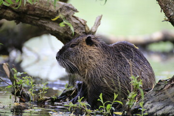 Nutria (Myocastor coypus)