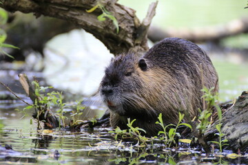Nutria (Myocastor coypus)