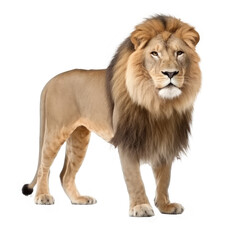 brown lion isolated on white
