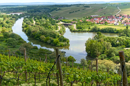 Weinberge mit Steillgen am Altmain bei Nordheim, Franken