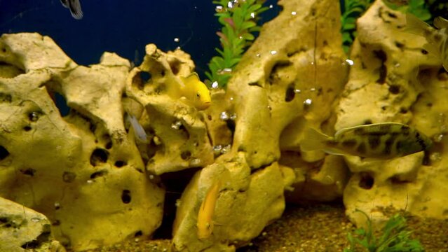 Colourfull fishes in the aquarium. Domestic fish swims. A pet. Underwater world at home.
