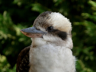 close up portrait of a kookaburra bird against green leaf background