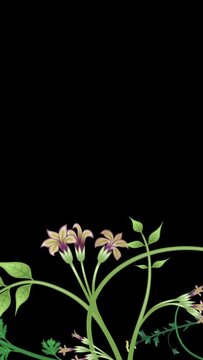 Growing plants, loop-able from 20:00 to end. Vertical video. Flowers and vines animation on black background, with copy space.