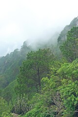 Fototapeta na wymiar upslope fog in mountains