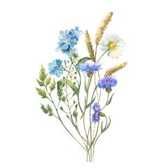 Watercolor meadow flowers bouquet of chamomile, cow parsley, Blue Cornflower herb. Hand painted floral poster of wildflowers isolated on white background.