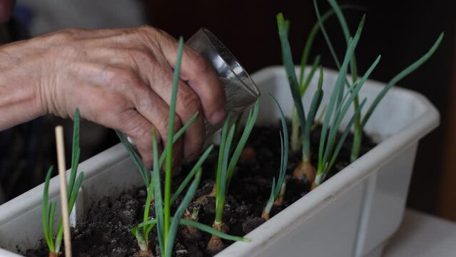 hands of a pensioner watering onions growing in a flower pot while at home. hobby of the elderly growing vegetables and herbs at home