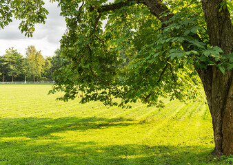 Scenic summer landscape of city park with green lawn and an old chestnut tree on sunny day. Beautiful summer green landscape. Natural background. Outdoor recreation concept