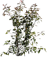 Glanzmispelstauch mit gr&uuml;nen und roten Bl&auml;ttern