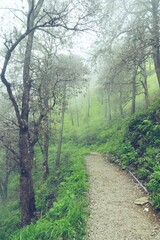 Fototapeta na wymiar fog in the forest 
