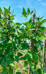 Closeup view of long bean plant in the field. A field planted with long beans in the Bangunsari area, Kendal, Indonesia.
