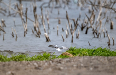 a white-winged marsh tern flies over the water along the lake on a rainy day