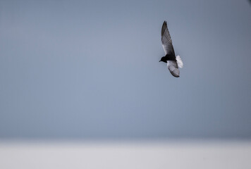 a white-winged marsh tern flies over the water along the lake on a rainy day