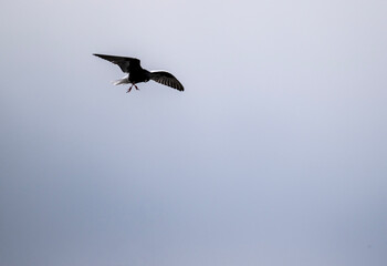 a white-winged marsh tern flies over the water along the lake on a rainy day