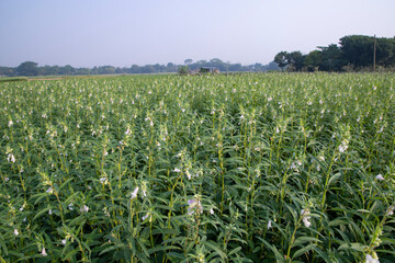 Beautiful Landscape view of Green sesame plant in a field