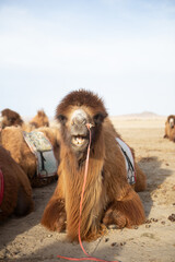The Cute Camel of Mongolia