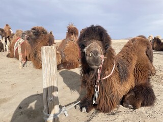 The Cute Camel of Mongolia