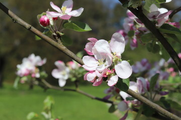 Blooming apple tree in a beautiful  spring garden. Close up.