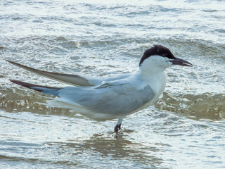 Gull-billed Tern in Queensland Australia