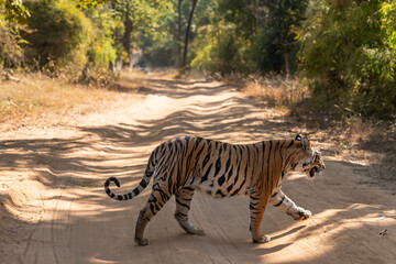 Fototapeta na wymiar wild female bengal tiger or panthera tigris crossing forest track or road in morning safari at bandhavgarh national park madhya pradesh india asia