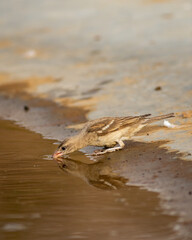 yellow throated sparrow or chestnut shouldered petronia xanthocollis bird with reflection in water quenching thirst from waterhole in hot summer season safari to dry deciduous forest of central india