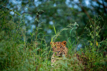 wild Indian male leopard or panther or panthera pardus fusca closeup camouflage in natural green grass in evening safari at jhalana leopard forest reserve jaipur rajasthan india asia © Sourabh