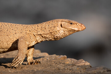 monitor lizard or bengal monitor or common indian monitor or varanus bengalensis extreme closeup or portrait in outdoor wildlife safari at forest of central india asia